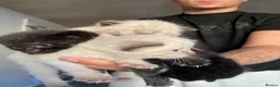 Balinese cats for sale: Balinese boat cross Siamese kittens - Advert 4