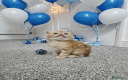 Scottish Fold cats for sale: Bundle of 11 Scottish fold Straight Ears Kittens - Image 3