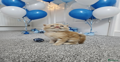 Scottish Fold cats - Advert 10