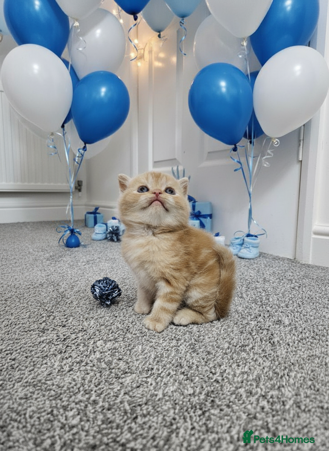 Scottish Fold cats for sale: Bundle of 11 Scottish fold Straight Ears Kittens - Image 3