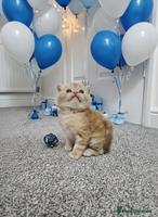 Scottish Fold cats - Advert 12