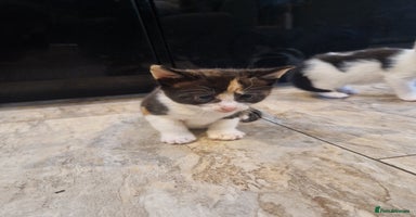 Mixed Breed cats - Advert 1