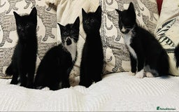 Mixed Breed cats for sale: Kittens  - Image 10