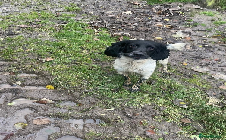 English Springer Spaniel dogs - Advert 4