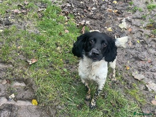 English Springer Spaniel dogs - Advert 10