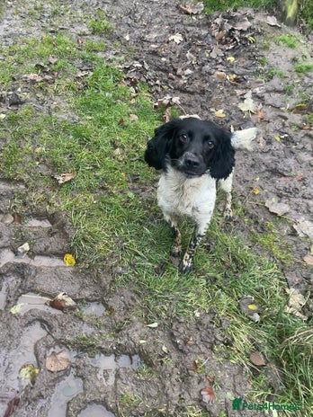 English Springer Spaniel dogs - Advert 1