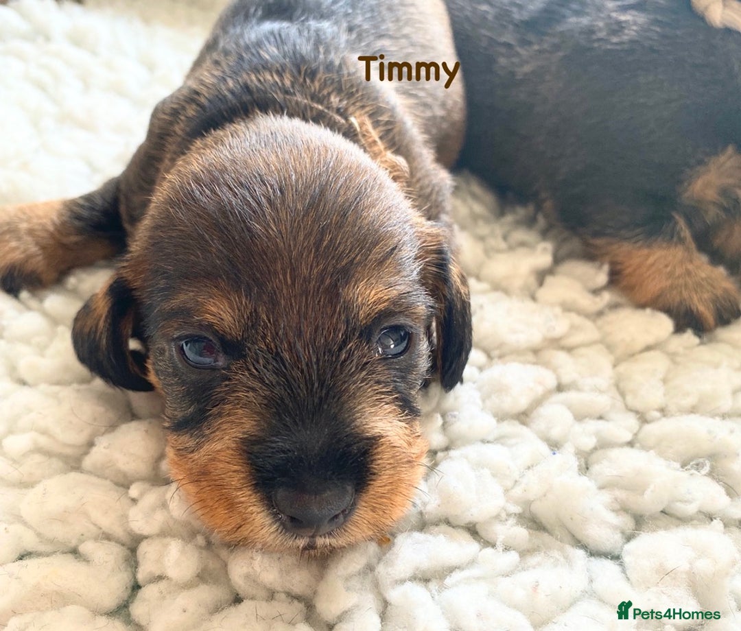 Miniature Dachshund dogs for sale: 5* Licenced-KC MINI wire-PRA & LAFORA clear - Image 6