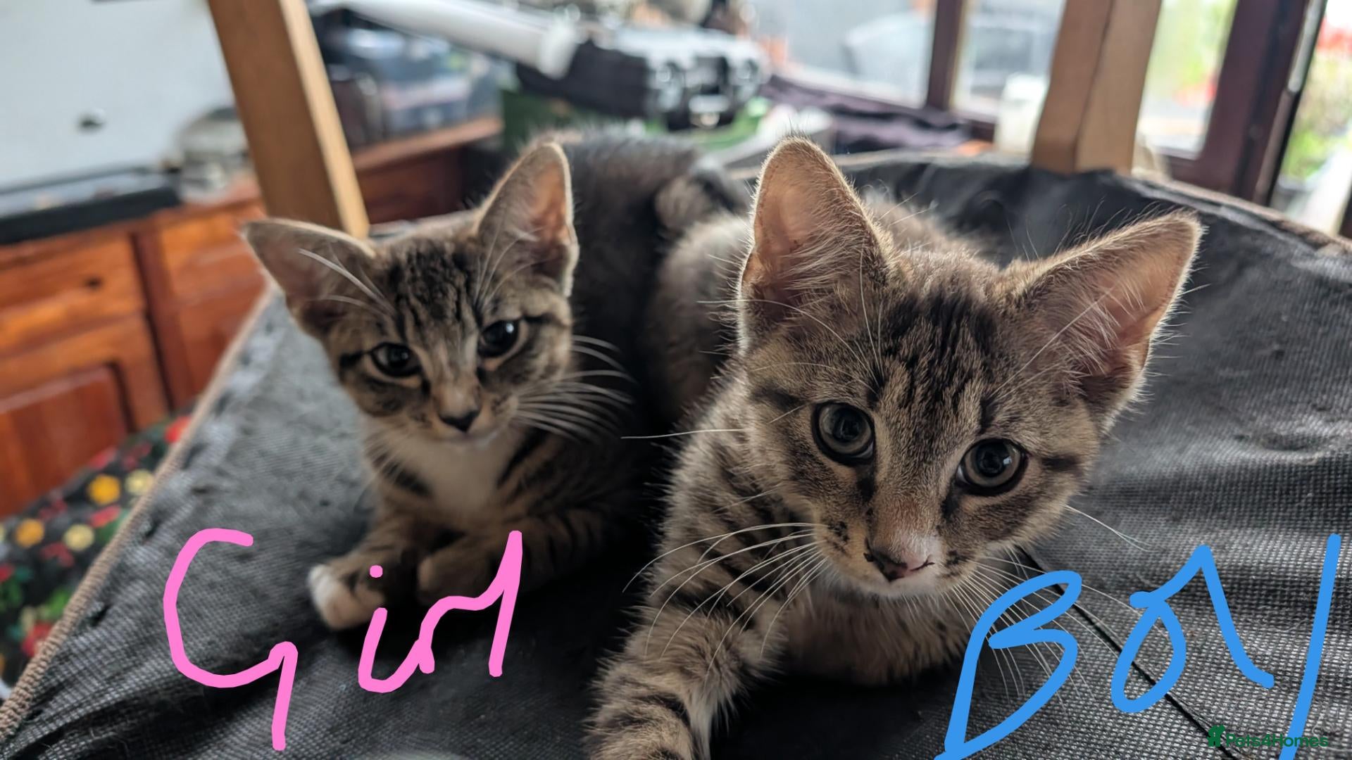 Mixed Breed cats for sale: Blood line Maine coon/ragdoll/Russian blue Tabby's - Advert 15