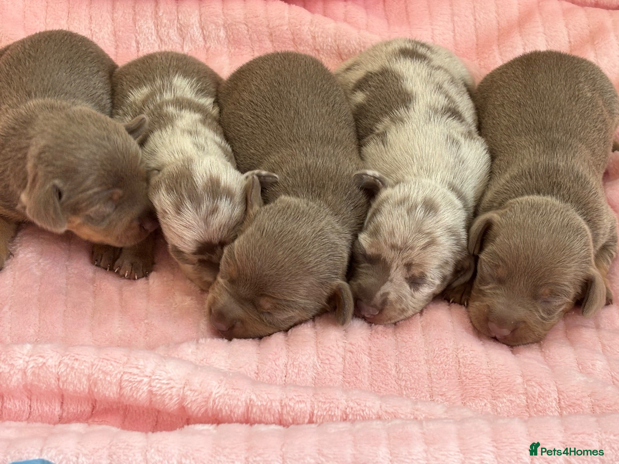 Chiweenie dogs BEAUTIFUL PUPPIES LOOKING FOR THERE FOREVER HOMES - Advert 1