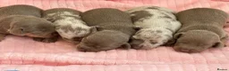 Chiweenie dogs for sale: BEAUTIFUL PUPPIES LOOKING FOR THERE FOREVER HOMES - Advert 1