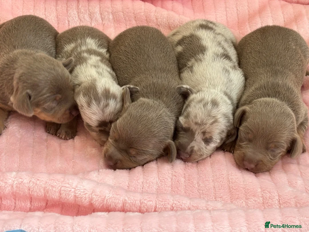 Chiweenie dogs for sale: BEAUTIFUL PUPPIES LOOKING FOR THERE FOREVER HOMES - Advert 1