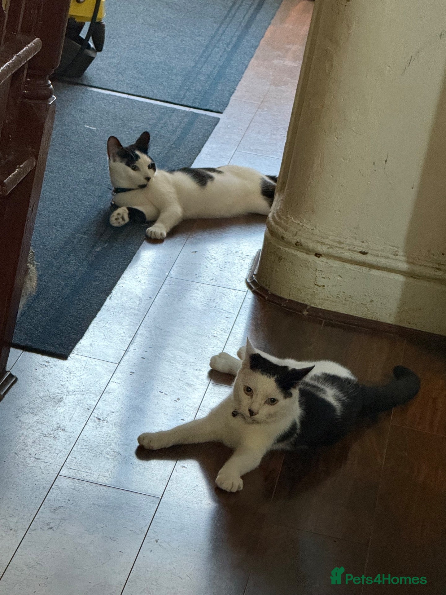 Domestic Shorthair cats 2 domestic short hair kittens  - Advert 2