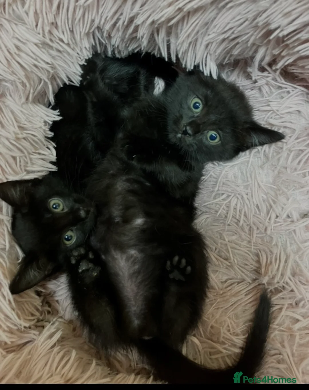 Mixed Breed cats for sale: Lovely litter of kittens  - Advert 2