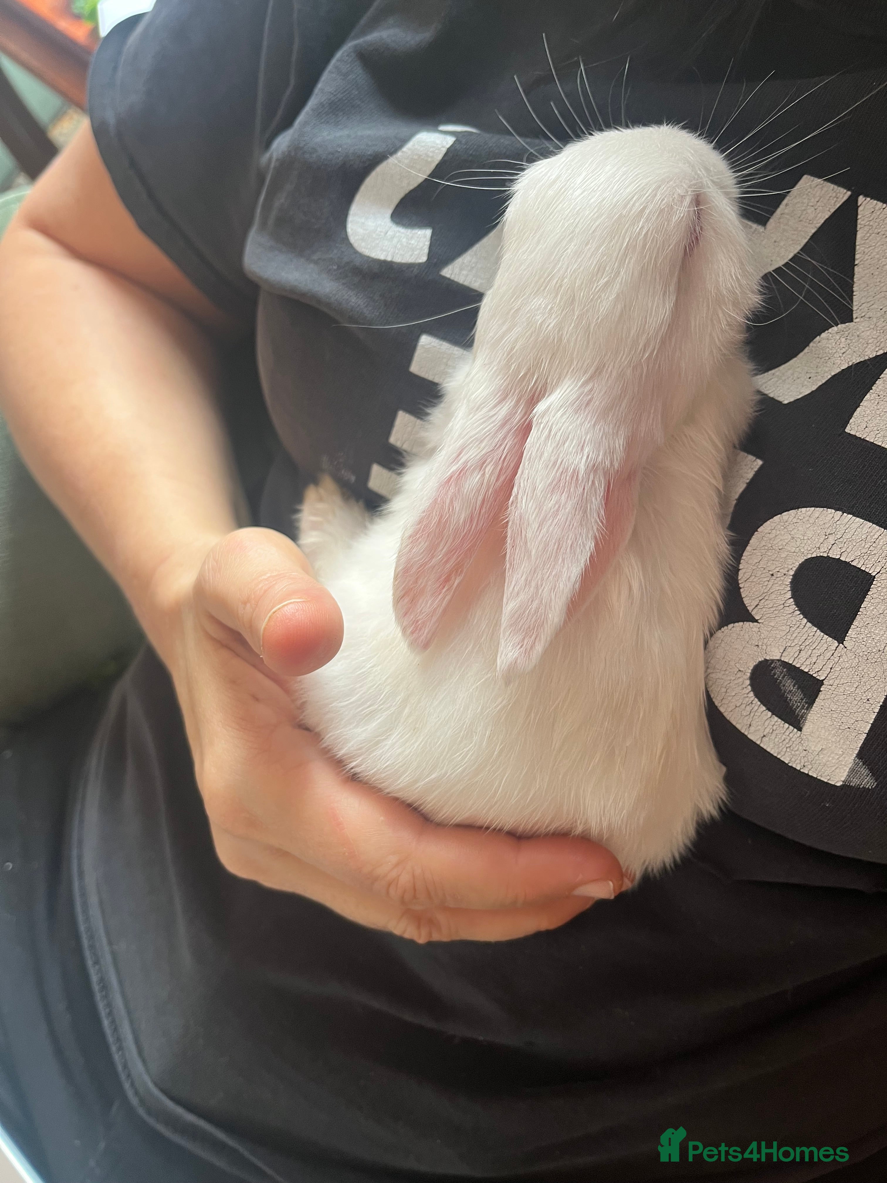 Mixed Breed rabbits Small, mixed breed baby rabbits - Advert 2