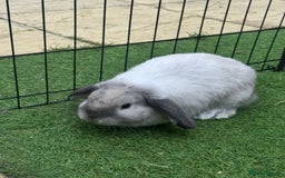 Mini Lop rabbits for sale: Mini lop 1 available  - Image 3
