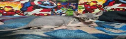 Sphynx cats for sale: Sphynx kittens  - Advert 2