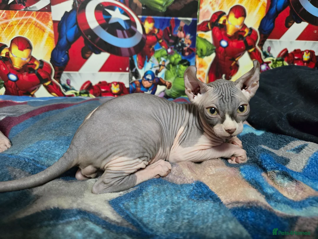 Sphynx cats for sale: Sphynx kittens  - Advert 2