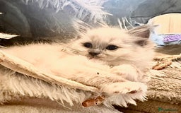 Ragdoll cats for sale: traditional Mitted ragdoll’s - Image 3
