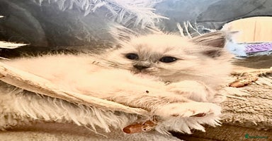 Ragdoll cats - Advert 13