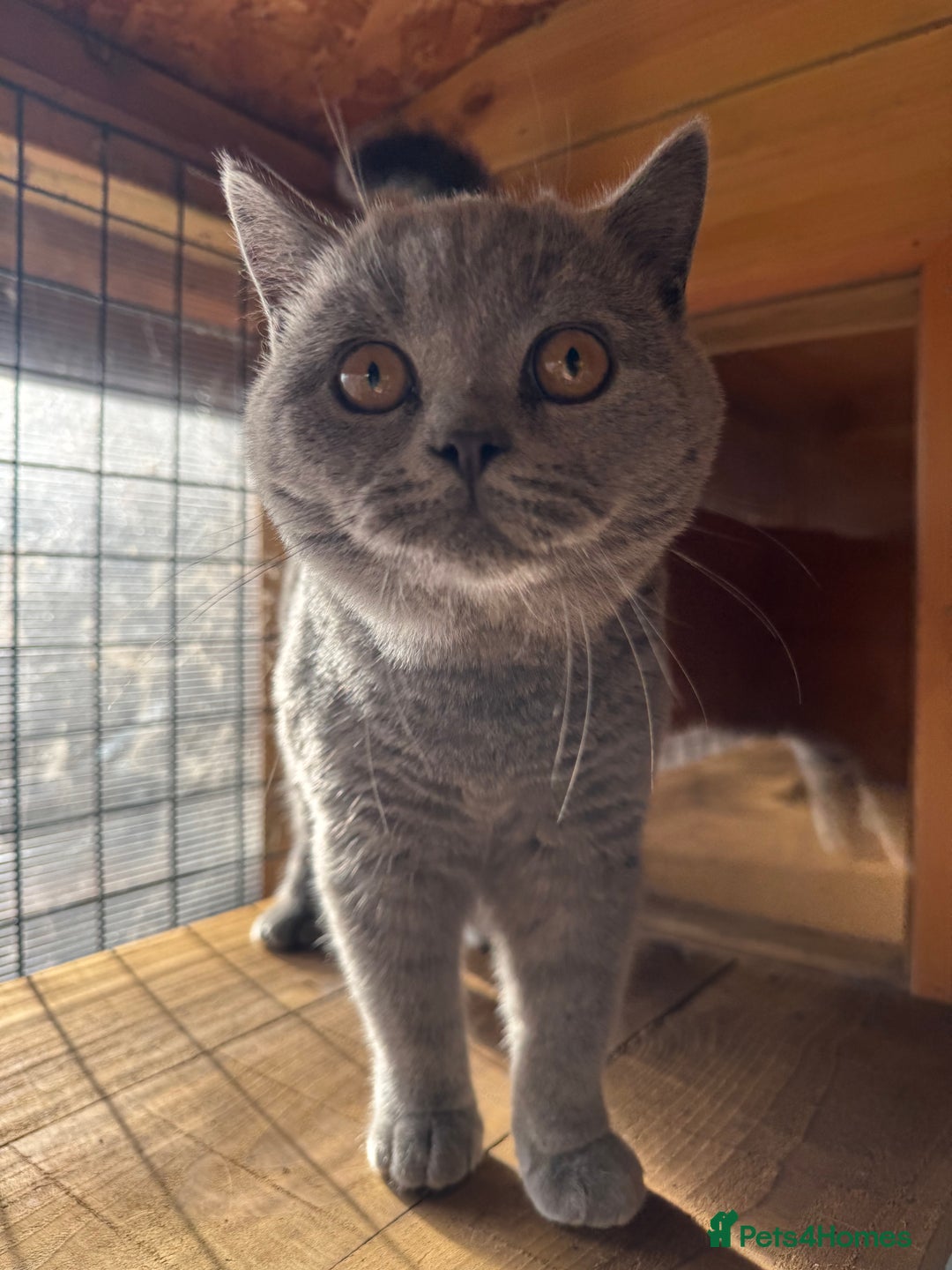 British Shorthair cats for sale: British Shorthair Blue Boy | Registered  - Image 3