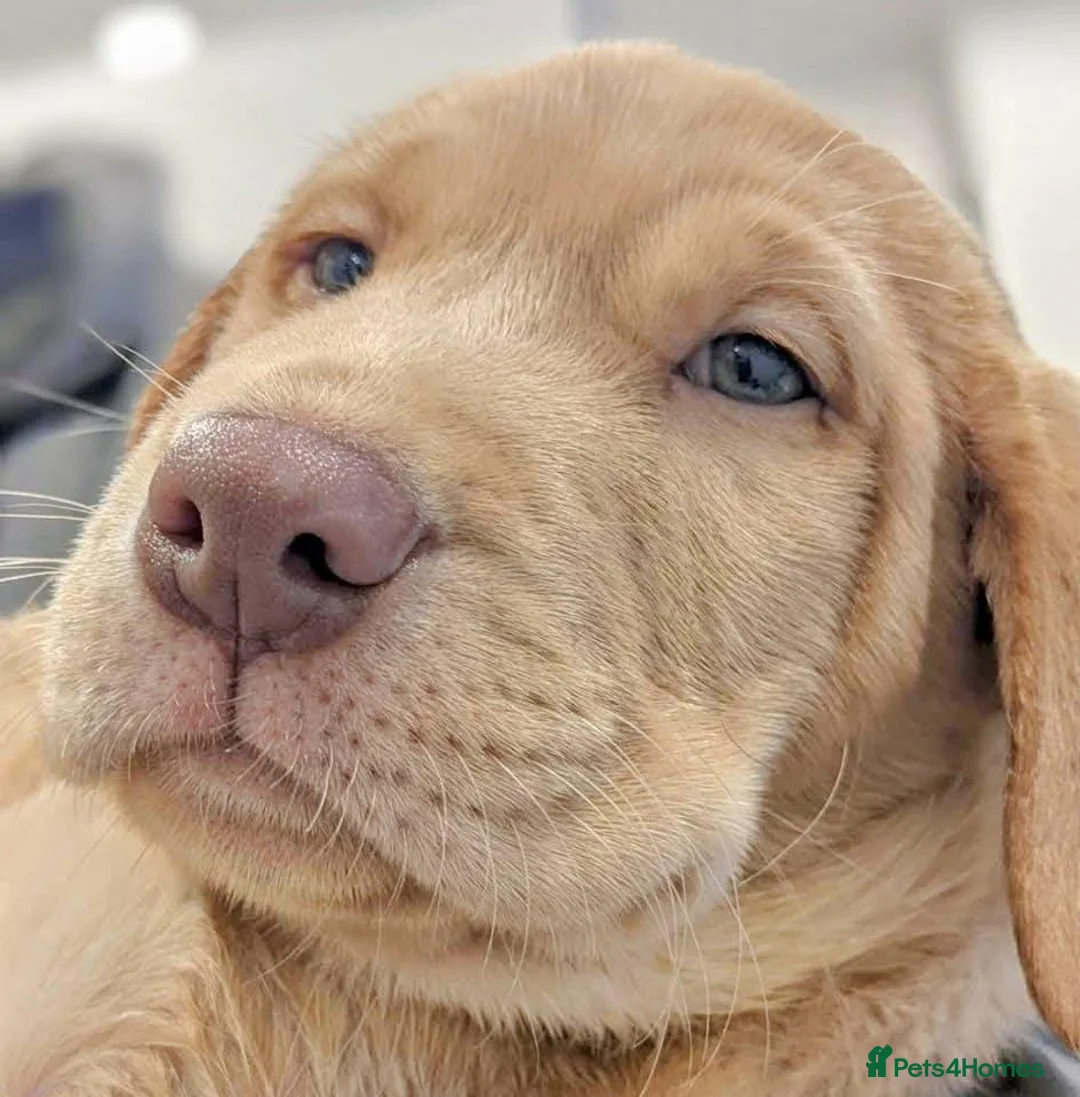 Labrador Retriever dogs for sale: !!Chunky Labrador Pupps in Bath - Advert 2