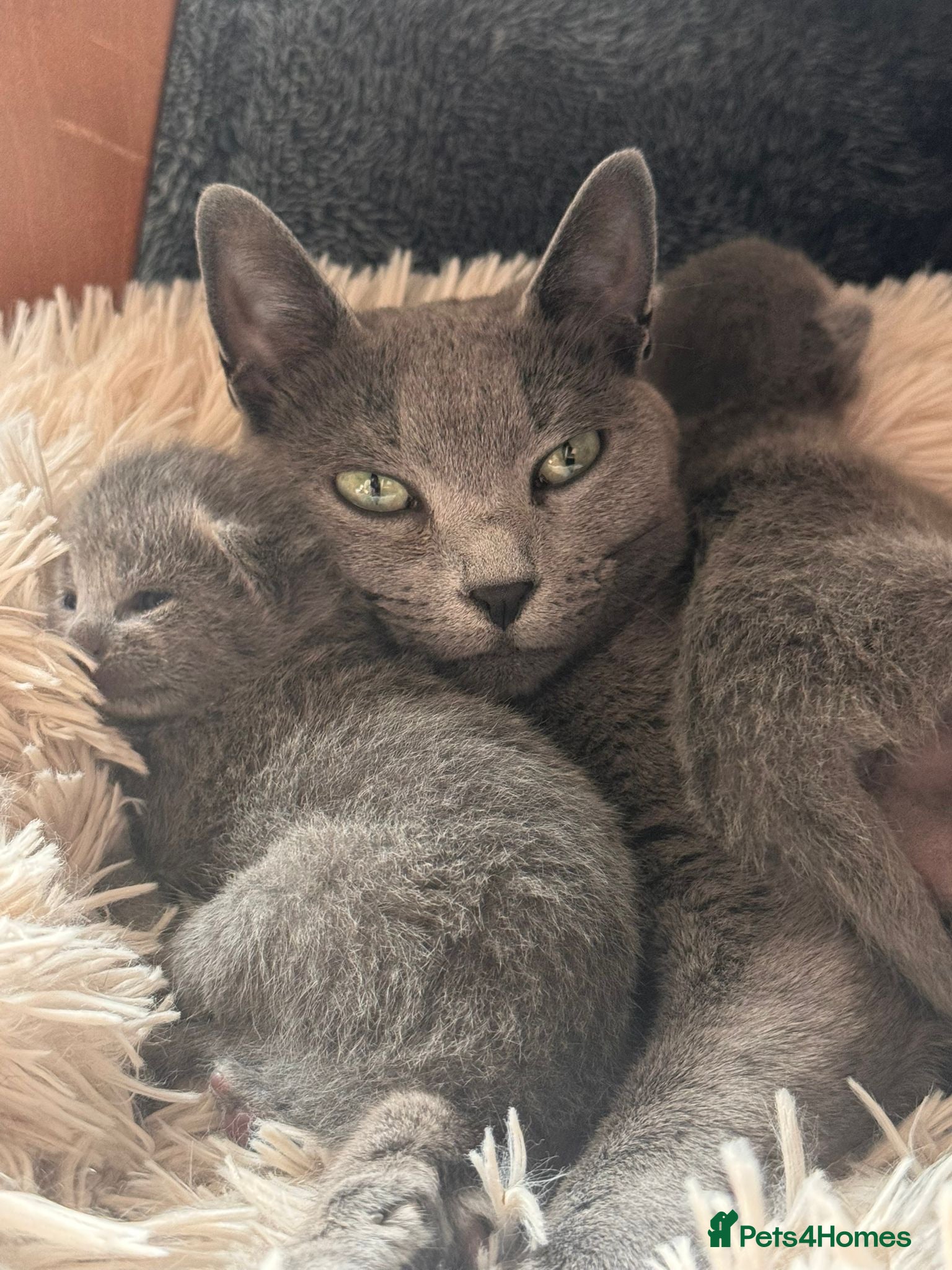 Russian Blue cats Pedigree Russian Blue Kittens - Advert 5
