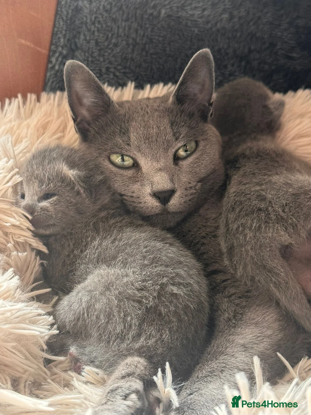 Russian Blue cats for sale: Pedigree Russian Blue Kittens - Advert 1