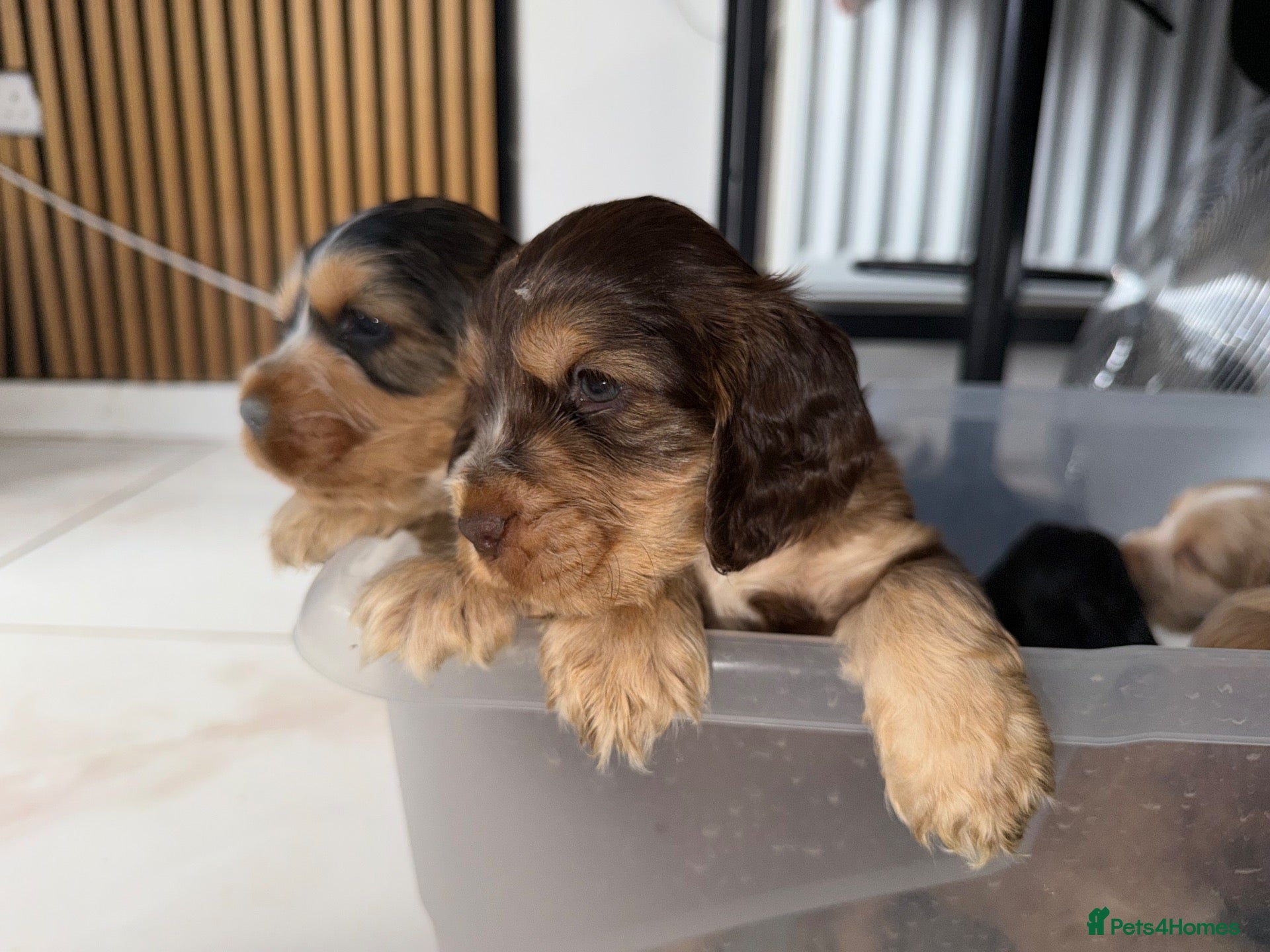 Cocker Spaniel dogs 🐶RIZI BIZI beautiful pedigree show spaniels🐶 - Advert 2