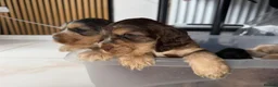 Cocker Spaniel dogs for sale: LAST PUP 🐶RIZI BIZI pedigree show spaniels🐶 - Advert 12