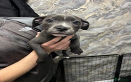 Staffordshire Bull Terrier dogs for sale: Staffordshire bull terrier puppies for sale  - Image 2