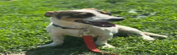 Mixed Breed dogs for adoption: 💙🐶 JAZZ – HE WANTS EVERYONE TO JOIN THE FUN - Advert 7