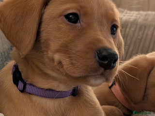 Labrador Retriever dogs Stunning litter of Labrador retriever pups - Advert 5