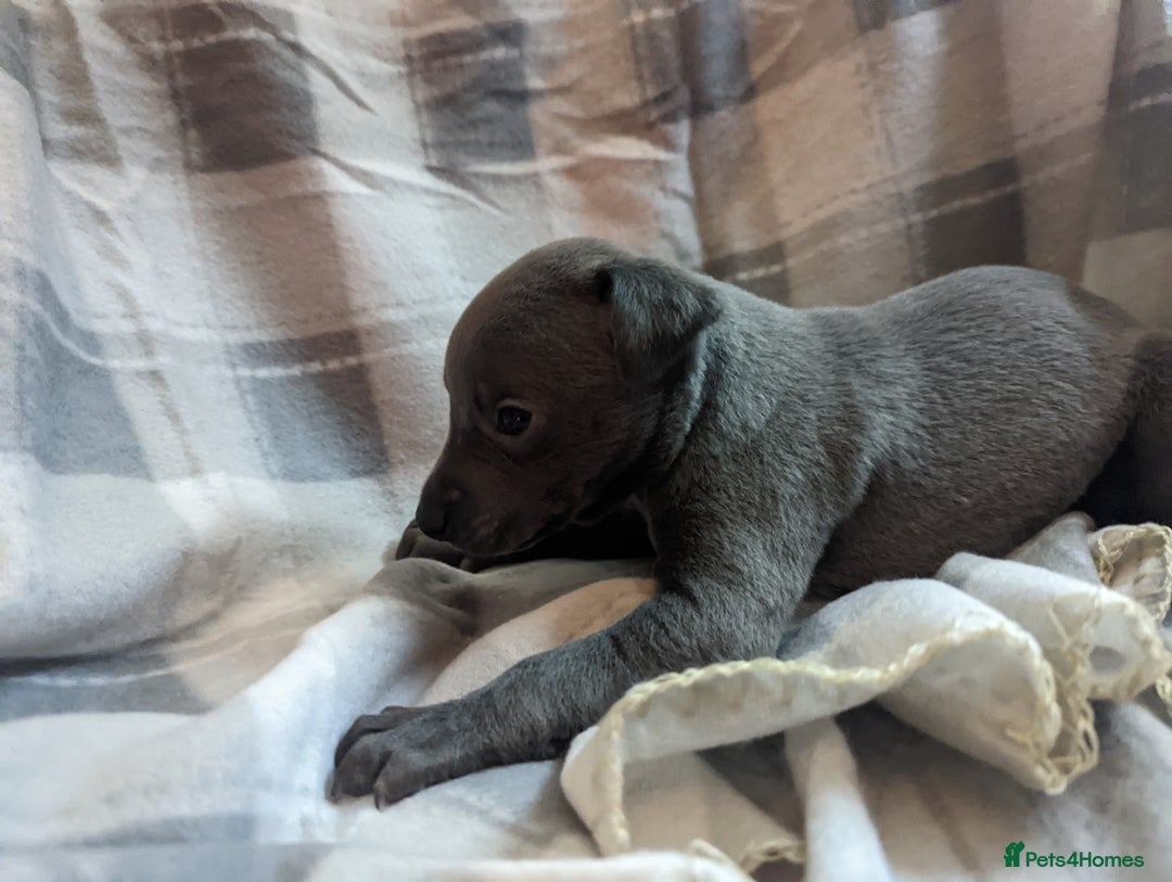 Whippet dogs for sale: Beautiful whippet babies  - Advert 8