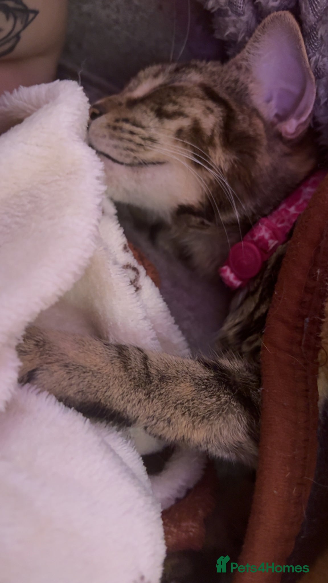 Mixed Breed cats kitten - Advert 4