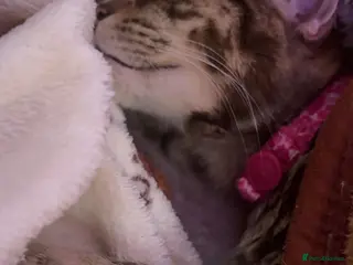 Mixed Breed cats kitten - Advert 15