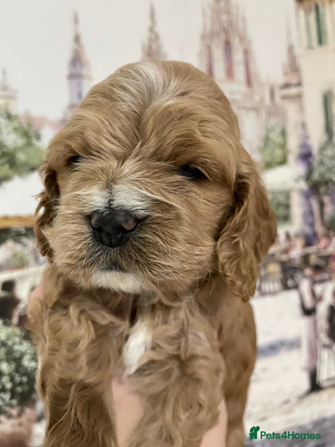 Gallery Image {{count}}