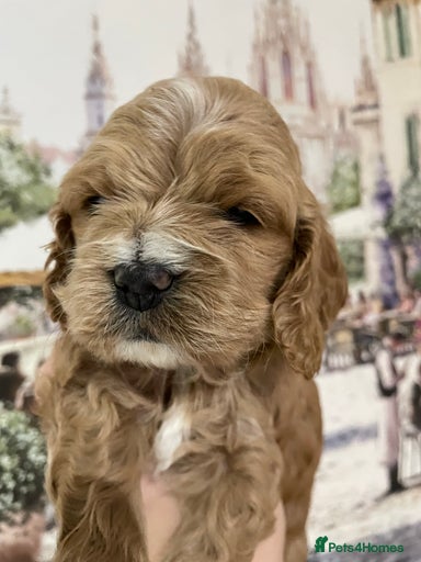 Gallery Image {{count}}