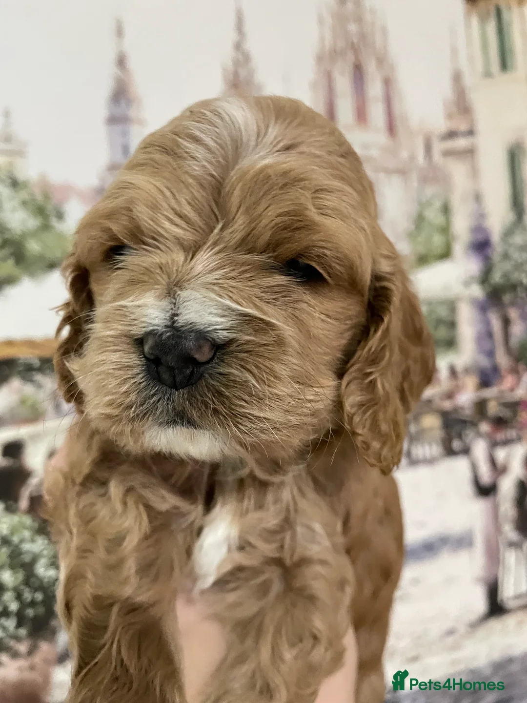 Gallery Image {{count}}