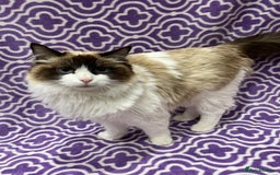 Ragdoll cats for sale: Ragdoll Kittens 😻 3 boys ready now  - Image 11