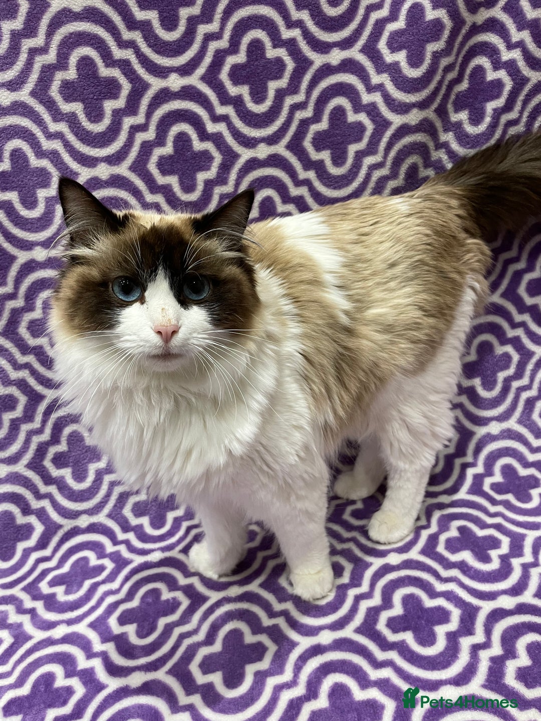 Ragdoll cats for sale: Ragdoll Kittens 😻 3 boys ready now  - Image 11