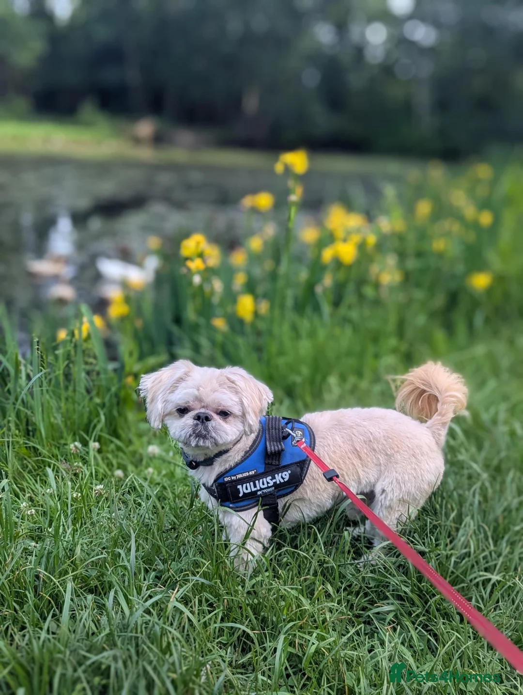 Shih Tzu dogs for sale: 3-year old Shih Tzu Louie - Advert 2
