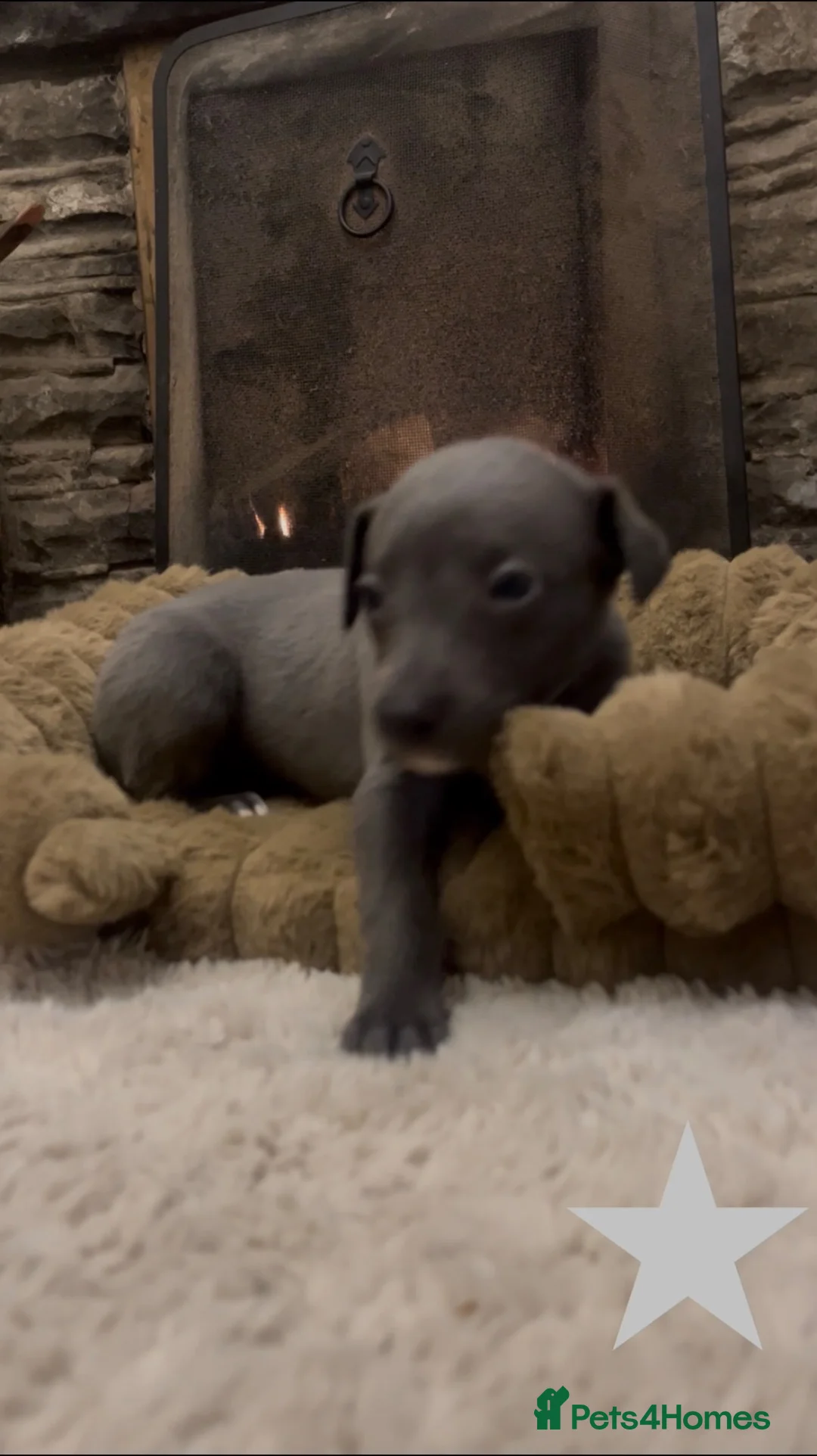 Whippet dogs for sale: Stunning KC registered solid blue whippet puppies - Advert 21