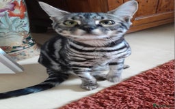 Savannah cats for sale: Full Pedigree & TICA Reg F5 Marble Savannah Kitten - Image 5