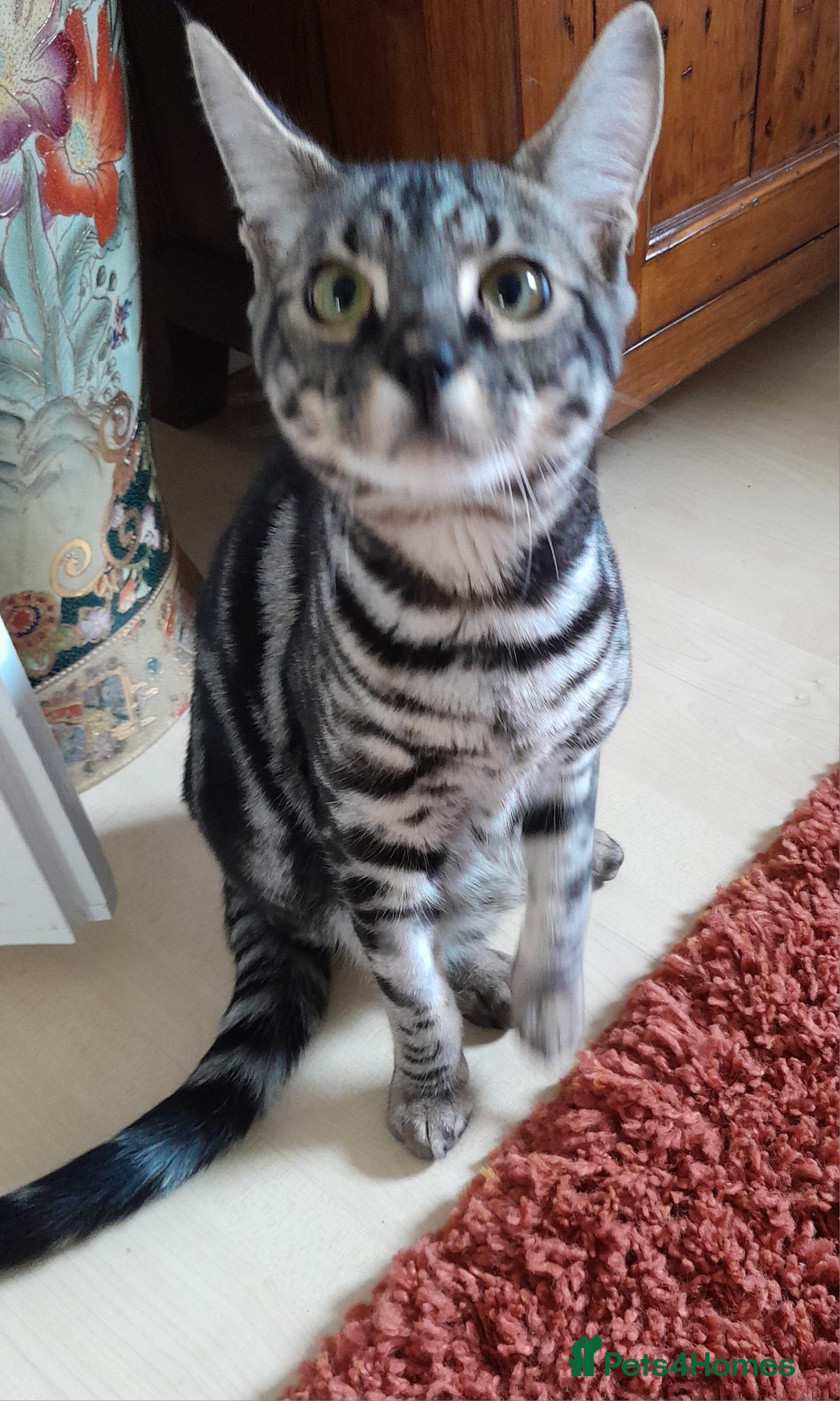 Savannah cats for sale: Full Pedigree & TICA Reg F5 Marble Savannah Kitten - Image 5