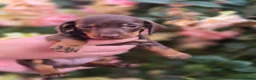 Miniature Dachshund dogs for sale: Miniature dachsund puppy's  in Walsall - Advert 6