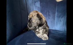 Mixed Breed dogs for sale: Stunning Lhasa apso x puppies  - Image 6