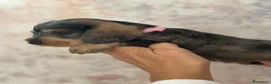 Dachshund 9