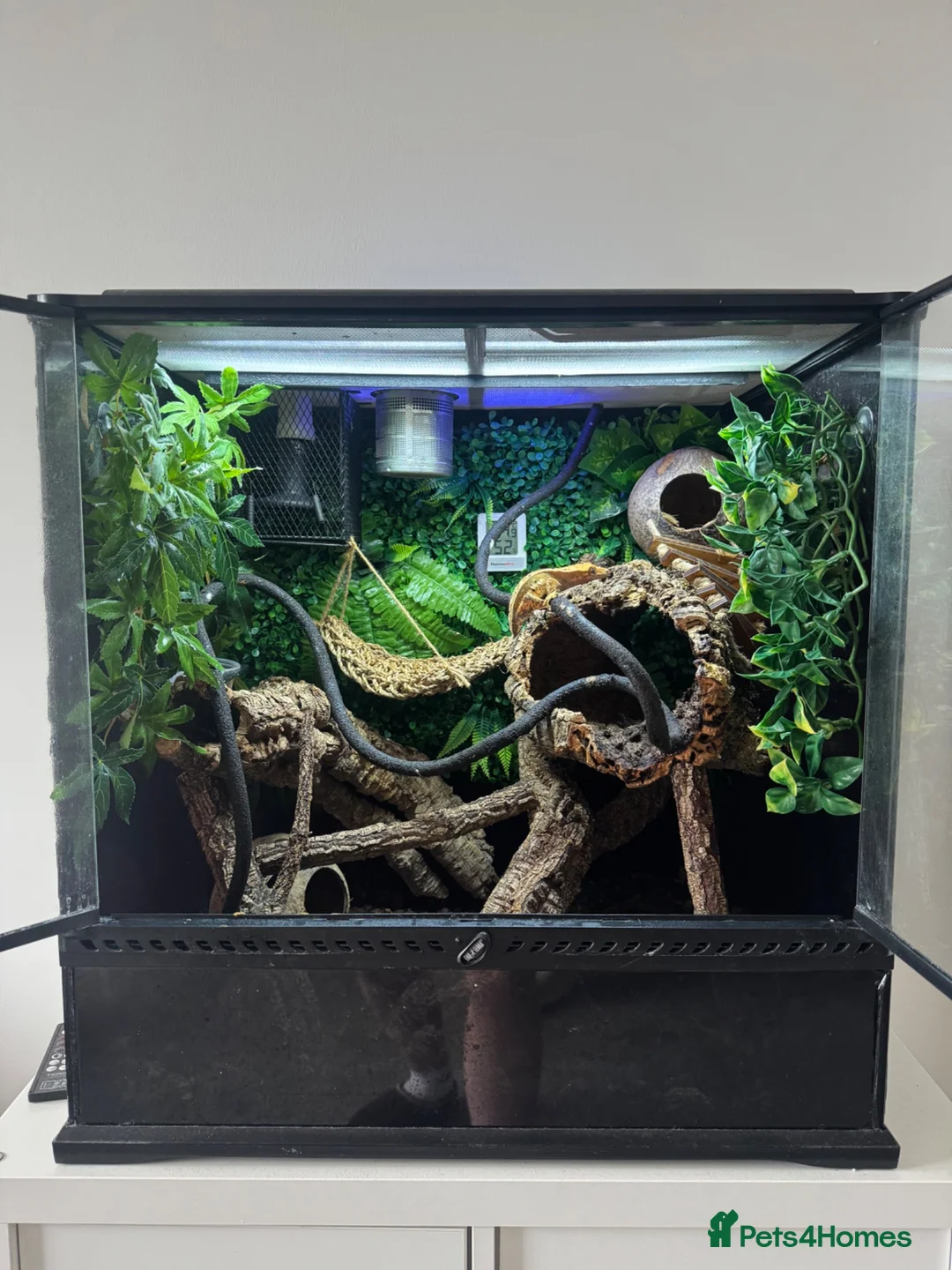 Gecko reptiles for sale: Female Crested gecko in Worthing - Advert 5