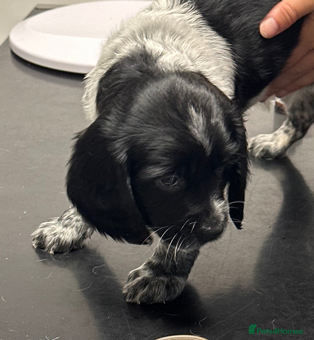 English Springer Spaniel dogs for sale: 2 springer spaniel puppies for sale  in Preston - Image 29
