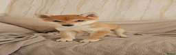 Japanese Shiba Inu dogs for sale: Japanese Shiba Inu  - Advert 3